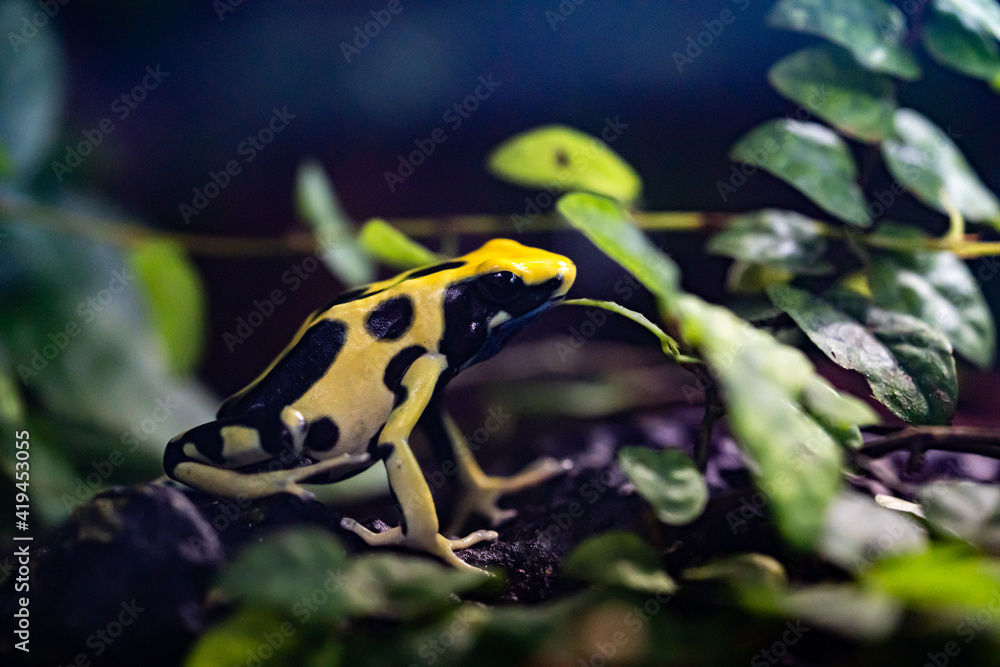 Fototapeta premium Frosch