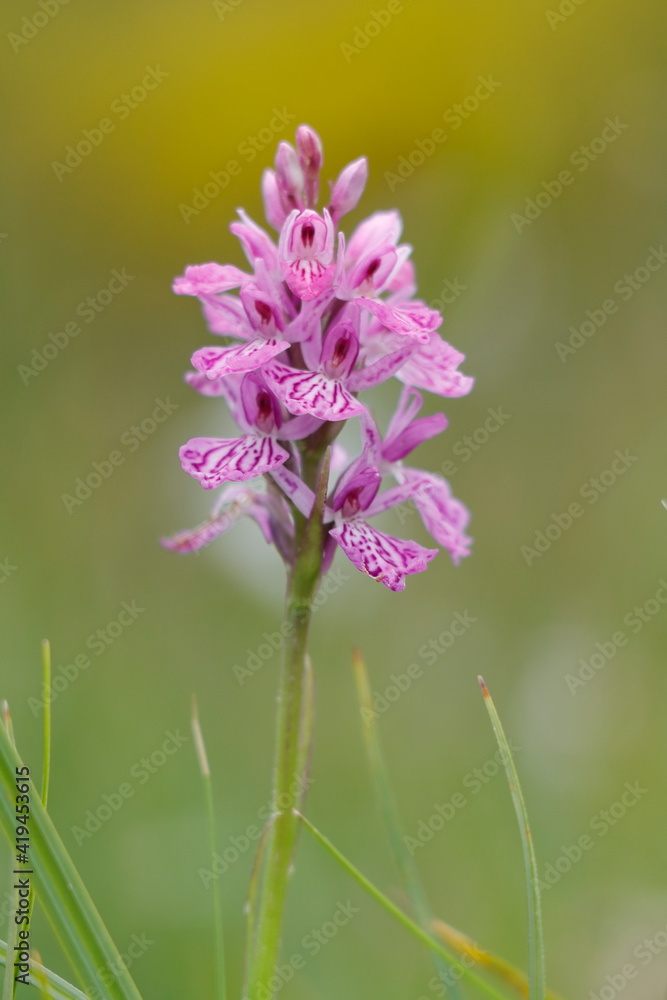 Obraz premium Springtime. Dactylorhiza orchid flowers with green unfocused flower