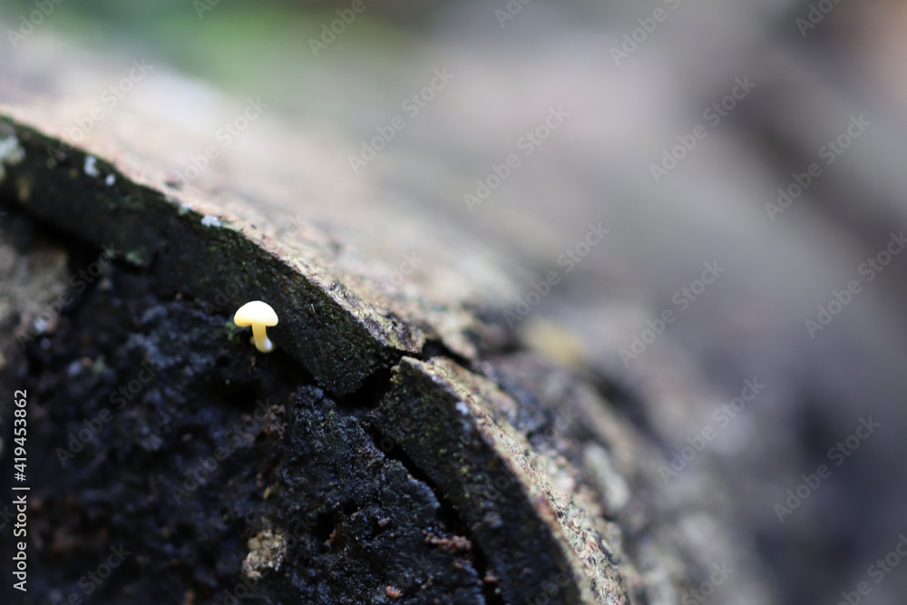 Obraz premium lizard on the rock