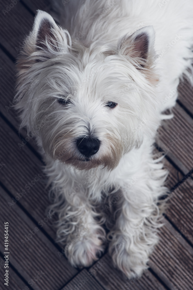 West Highland White Terrier puppy posing at the house backyard. West Highland White Terrier puppy posing at the house backyard.