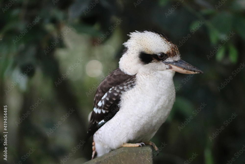 Obraz premium black backed vulture