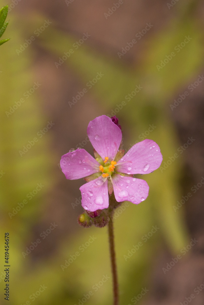 Macro of a single pink flower of Drosera chimaera (a carnivorous plant) in natural habitat close to Cristalia in Minas Gerais, Brazil Macro of a single pink flower of Drosera chimaera (a carnivorous plant) in natural habitat close to Cristalia in Minas Gerais, Brazil