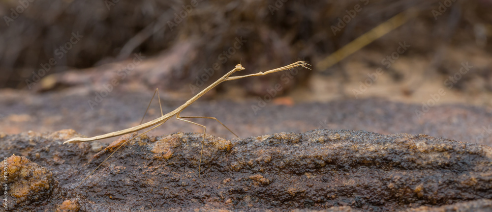 Praying mantis seen in natural habitat close to the Town of Cristalia in Minas Gerais, Brazil Praying mantis seen in natural habitat close to the Town of Cristalia in Minas Gerais, Brazil