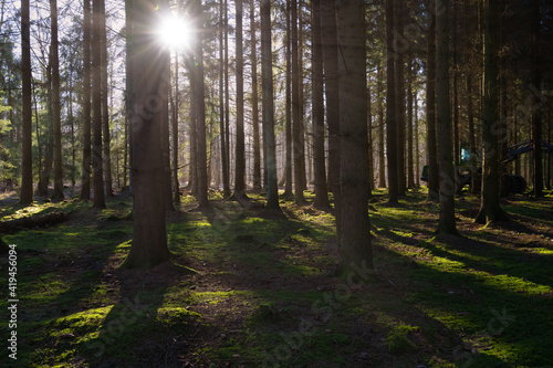 A backlit picture of a pine forest in beautiful early morning light. Green moss on the ground. Picture from Eslov  Sweden
