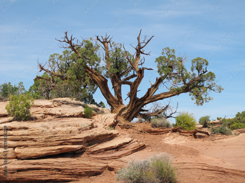 old juniper tree growing in red rock desert of Southern Utah old juniper tree growing in red rock desert of Southern Utah