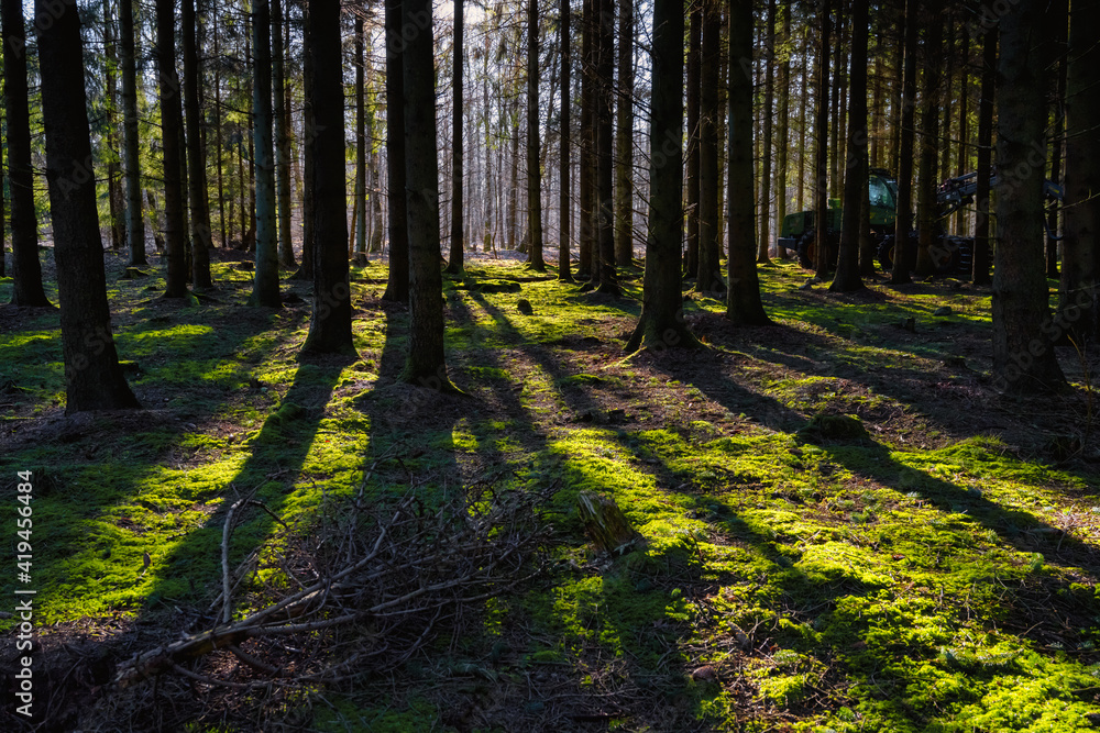 A picture of a pine forest in beautiful early morning light. Green moss on the ground. Picture from Eslov, Sweden A picture of a pine forest in beautiful early morning light. Green moss on the ground. Picture from Eslov, Sweden