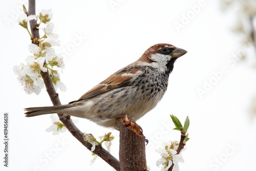 spanish sparrow with flowers. sparrow on plum tree in spring © OSCAR