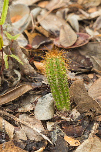 Brazilian Wildflower: A column of a cactus in natural habtiat close to Cristalia in Minas Gerais