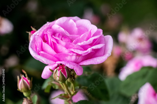 Pink rose and buds on a dark blurred background