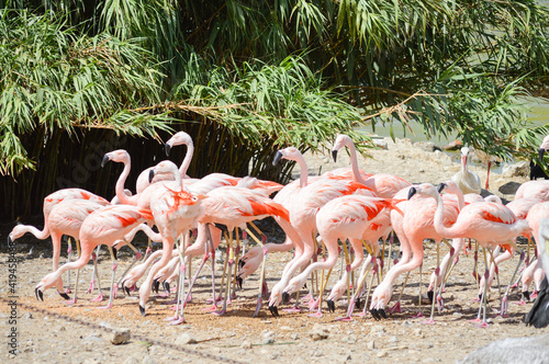 Flamingos eating together from the ground