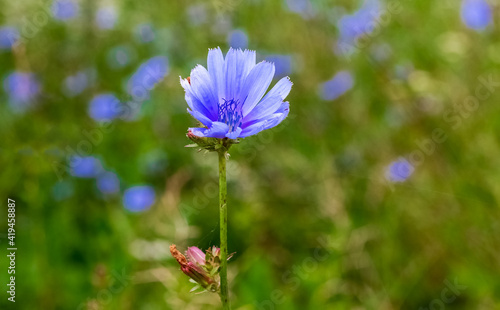 Blue chicory flower in a field on a blurred background
