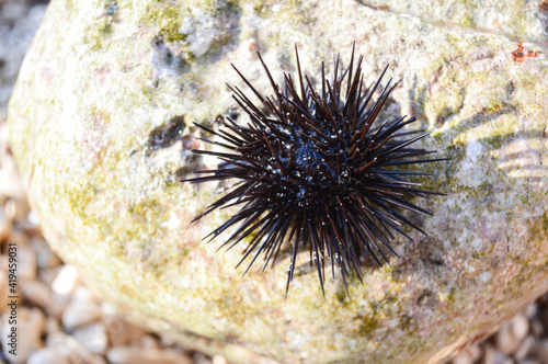 Foto Sea urchin on a stone