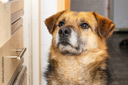 Portrait of a brown shaggy dog in the kitchen