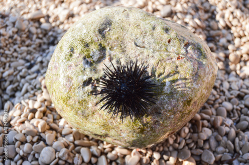 Obraz na plátne Sea urchin on a stone
