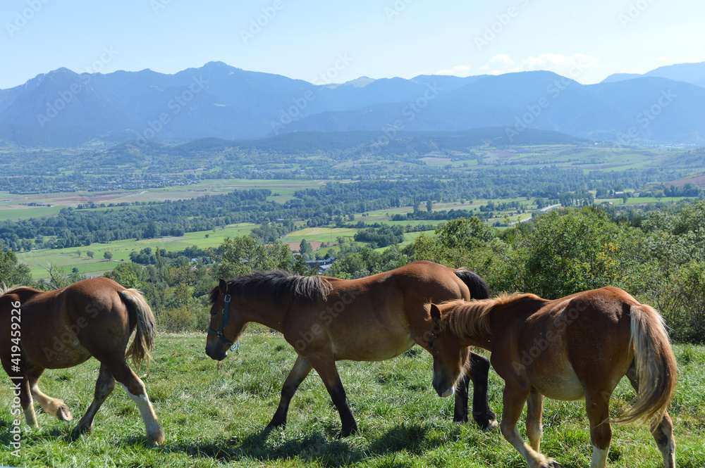 Herd of horses in the mountains