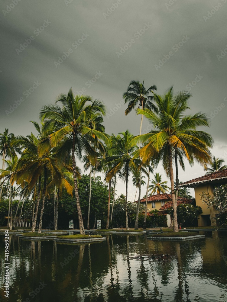 palm trees in the water