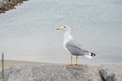 Obraz na plátně Seagull resting on a rock with the sea in the background