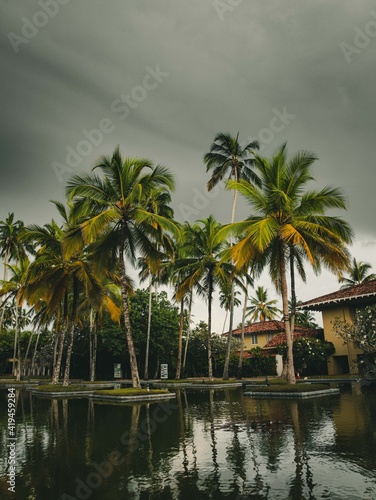 palm trees in the water © Airat