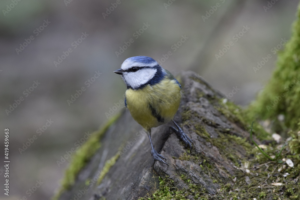 Blue tit