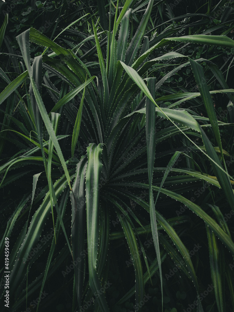 Obraz premium aloe vera plants