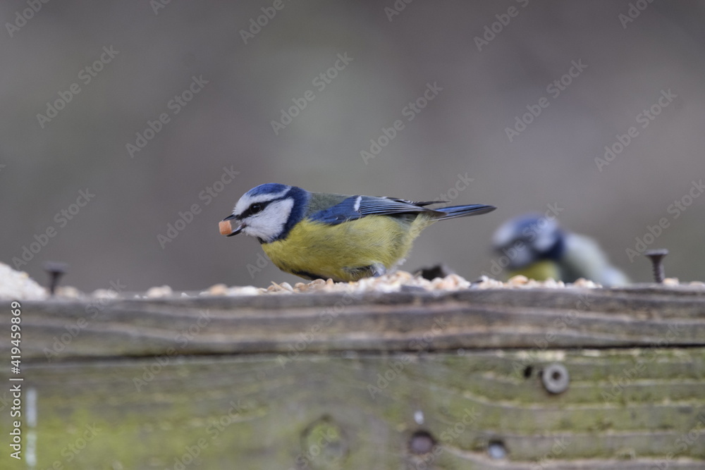 Obraz premium Blue tit eating