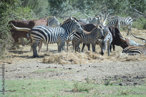 Herd of zebras and buffaloes in nature