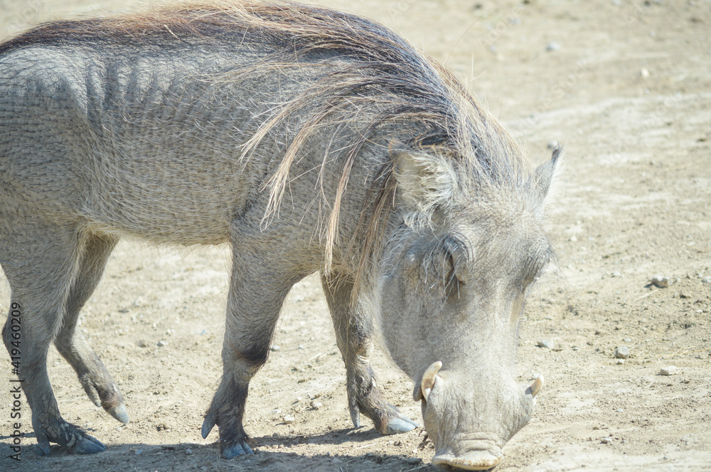 Fototapeta premium Wild boar eating in an esplanade