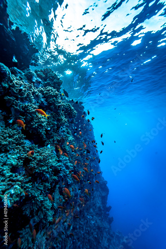 The deep blue water of the red sea. © Marc