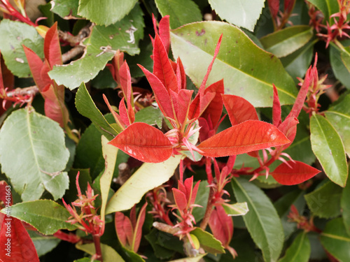 Fraser's Photinia - Photinia x fraseri - Ornamental shrub for hedge or screen with beautiful constrasting color between green and red leaves photo