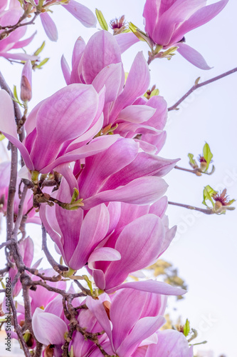 Magnolia big pink blossom tree flowers, close up branch, outdoor. High quality photo