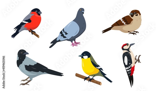 City Birds in different poses isolated