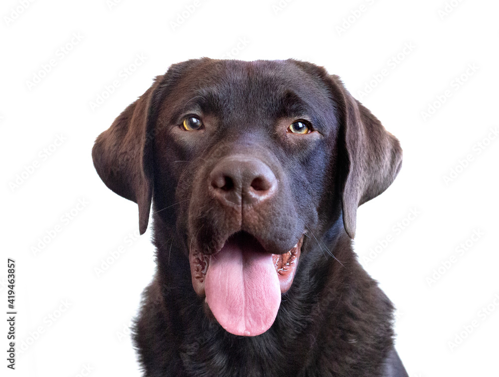 chocolate labrador retriever dog