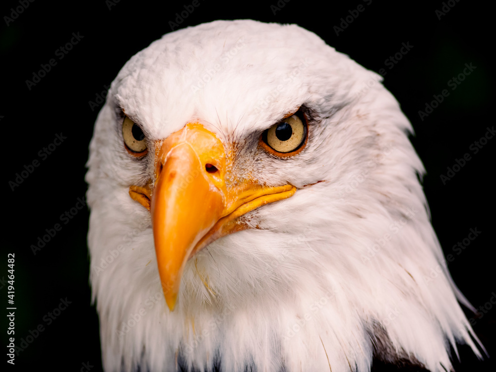 Fototapeta premium RETRATO AGUILA CALVA HALIAEETUS LEUCOCEPHALUS