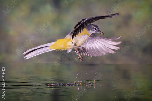 LAVANDERA CASCADEÑA MOTACILLA CINEREA VOLANDO CON AGUA