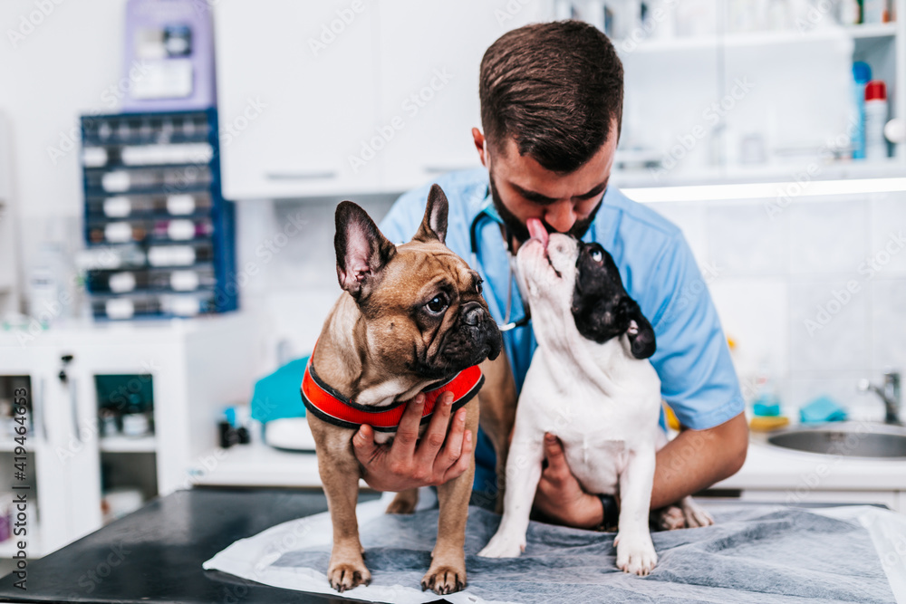 Φωτογραφία Veterinarian doctor and a French bulldogs at vet ambulance.