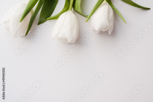 white tulips on a white background  spring flowers  flowers by March 8 