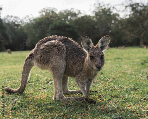 Side view of adorable eastern grey kangaroo joey standing on dry ground near grassy meadow in national park in Australia