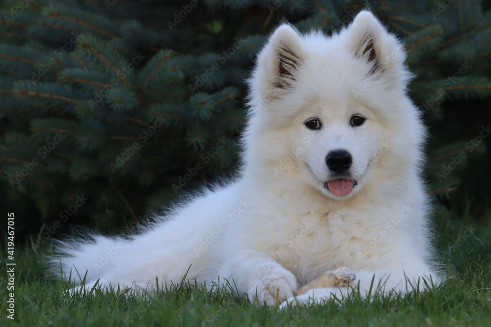 white samoyed dog