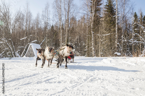 The Nenets are riding a reindeer sleigh. Deer run through the forest 