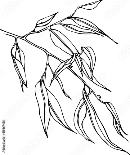 Vector linear willow branch with leaves. Hand drawn sketch by black ink , isolated on white element for floral, natural illustrations , design.