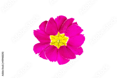 yellow pink primrose flower isolated on a white background top view