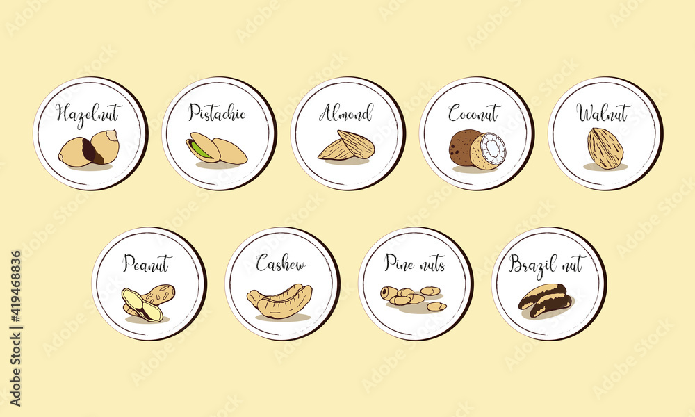 Nuts collection, vector illustrations. Set of stickers with nuts: hazelnut, pistachio, almond coconut, walnut,peanut, cashew, pine nut, Brazilian nut. Сolor sketch drawing, contour lines