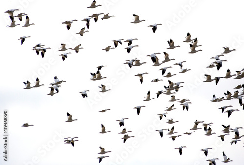 thousands of migratory tundra swans in flight in the Blackwater National Wildlife Refuge in Cambridge, maryland
