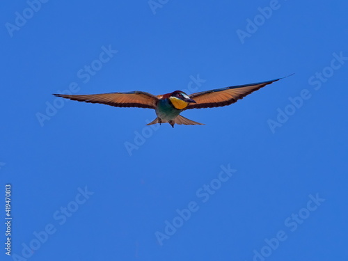 european bee-eater  Merops Apiaster  flying against the blue sky