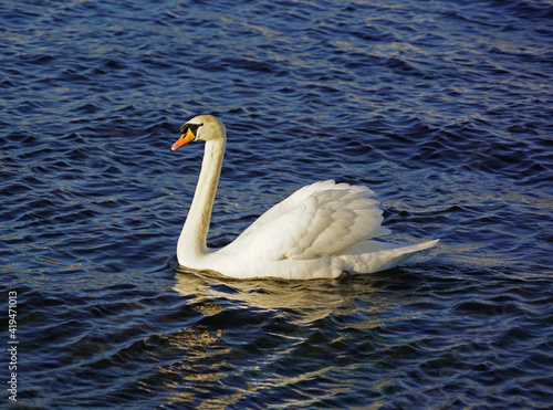 swans in Corrib river in Claddagh basin in Galway Ireland