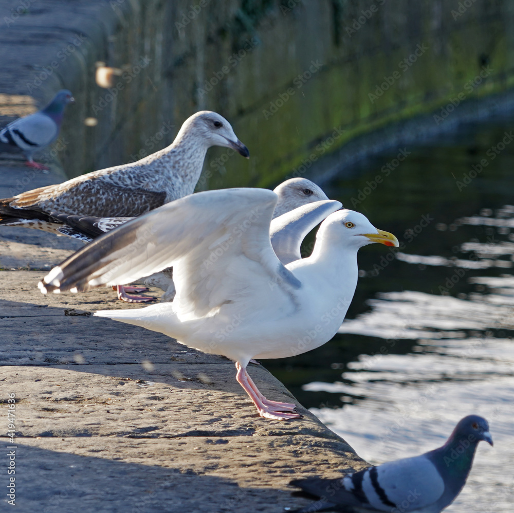 Obraz premium Flock of seagulls at claddagh basin in Galway, Ireland