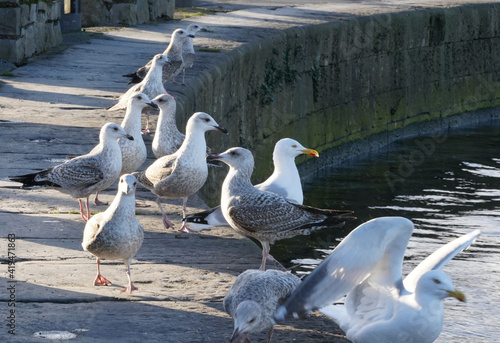 Flock of seagulls at claddagh basin in Galway, Ireland
