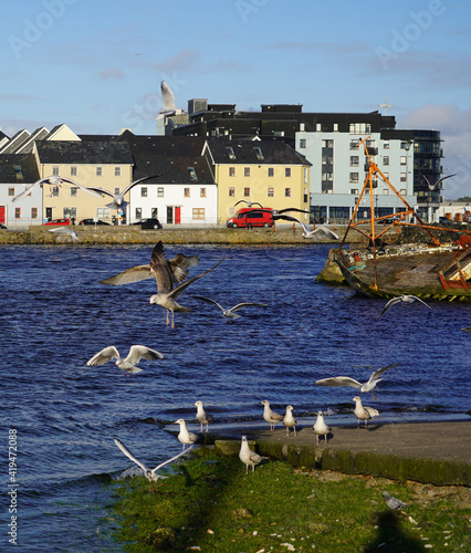 Flock of seagulls flying and swooping for food in Claddagh basin in Galway, Ireland