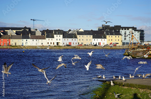 Flock of seagulls flying and swooping for food in Claddagh basin in Galway, Ireland