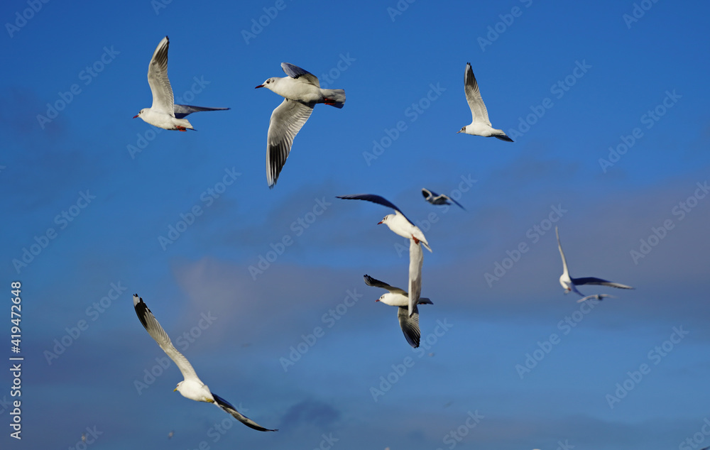 Seagulls flying against a clear blue sky Seagulls flying against a clear blue sky